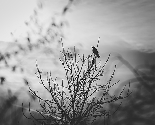 Adaptability